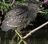 Black-crowned Night Heron