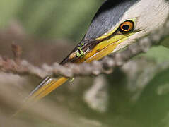 Little Bittern