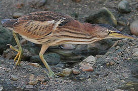 Little Bittern