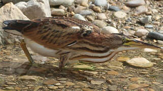 Little Bittern