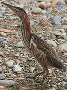 Little Bittern