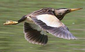 Little Bittern