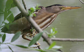 Little Bittern