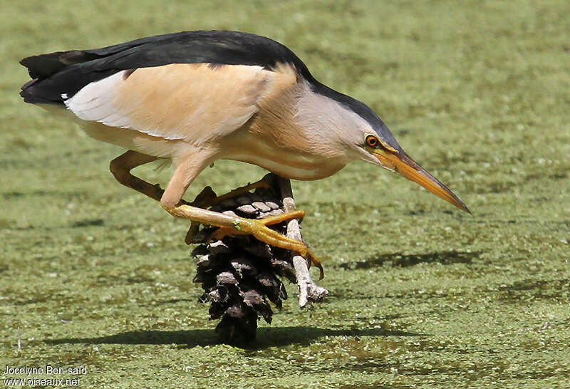 un oiseau - ajonc - le  8 mai  bravo Martine  Blongios.nain.jobe.3g