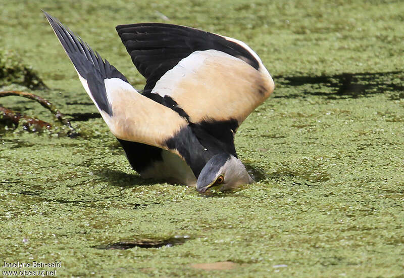 Blongios nain mâle adulte, pêche/chasse