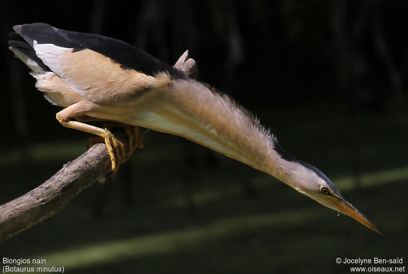 Little Bittern male adult