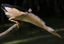 Little Bittern