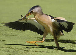 Little Bittern