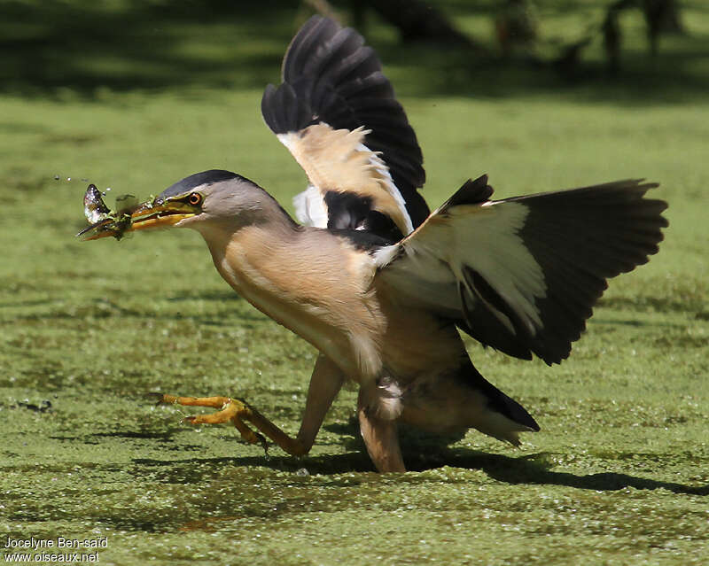 Blongios nain mâle adulte, pêche/chasse