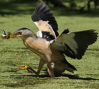 Little Bittern