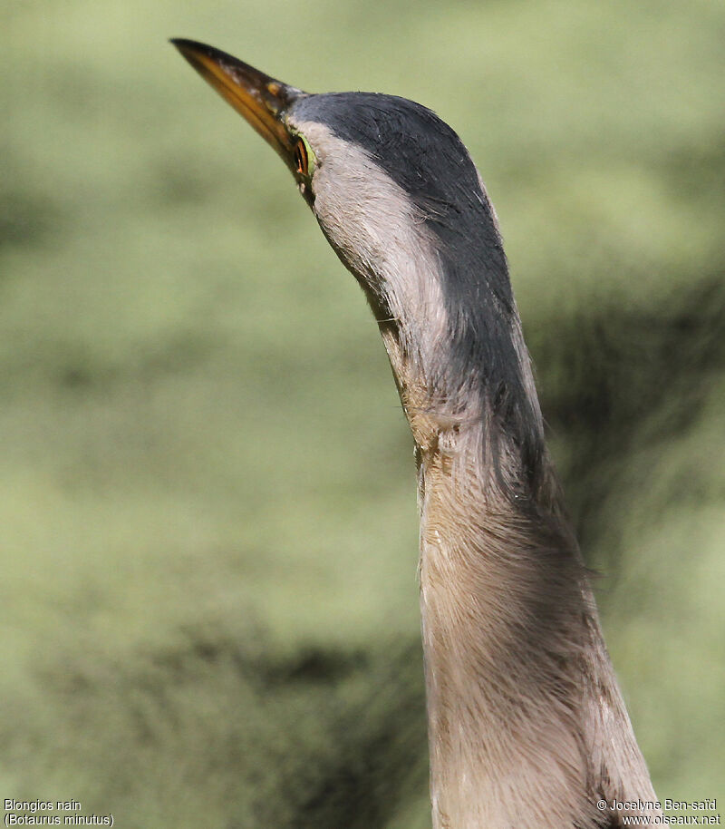 Little Bittern male adult