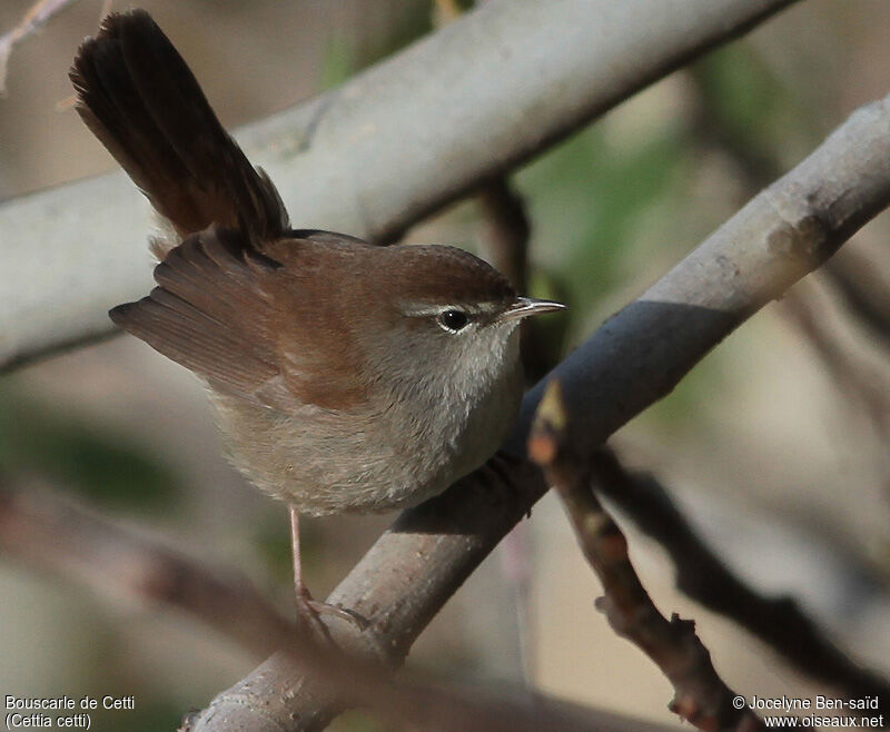 Bouscarle de Cetti