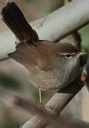 Cetti's Warbler