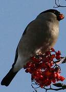 Eurasian Bullfinch