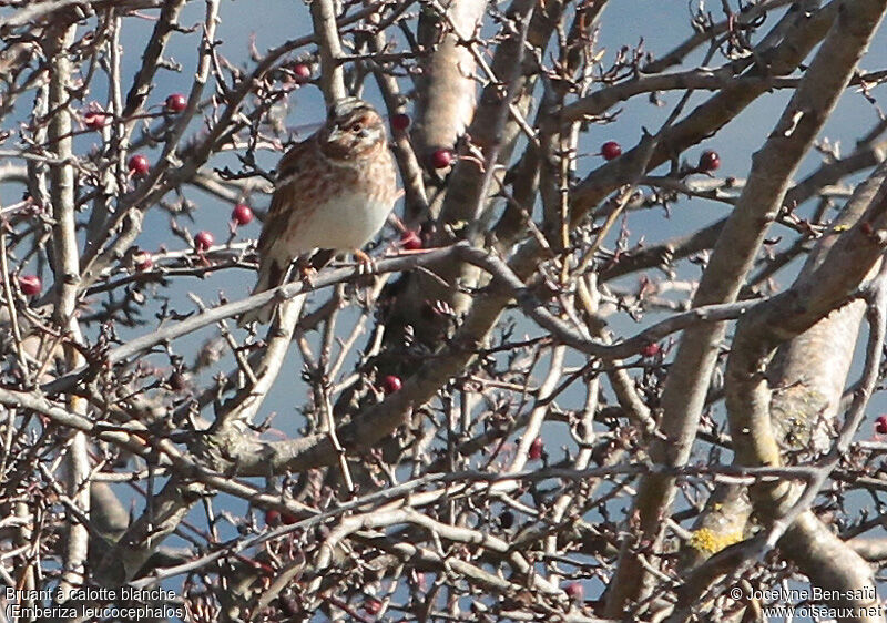 Bruant à calotte blanche mâle