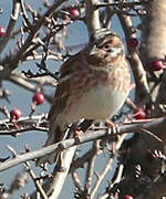 Pine Bunting