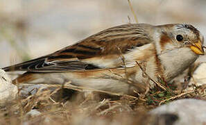 Snow Bunting