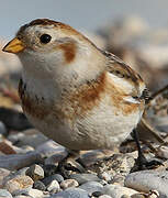 Snow Bunting