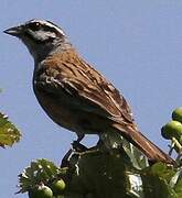 Rock Bunting