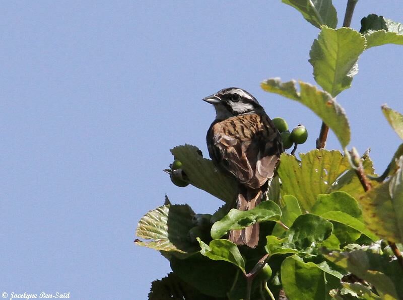 Rock Bunting