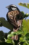 Rock Bunting