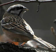 Rock Bunting