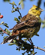 Bruant jaune