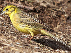 Bruant jaune