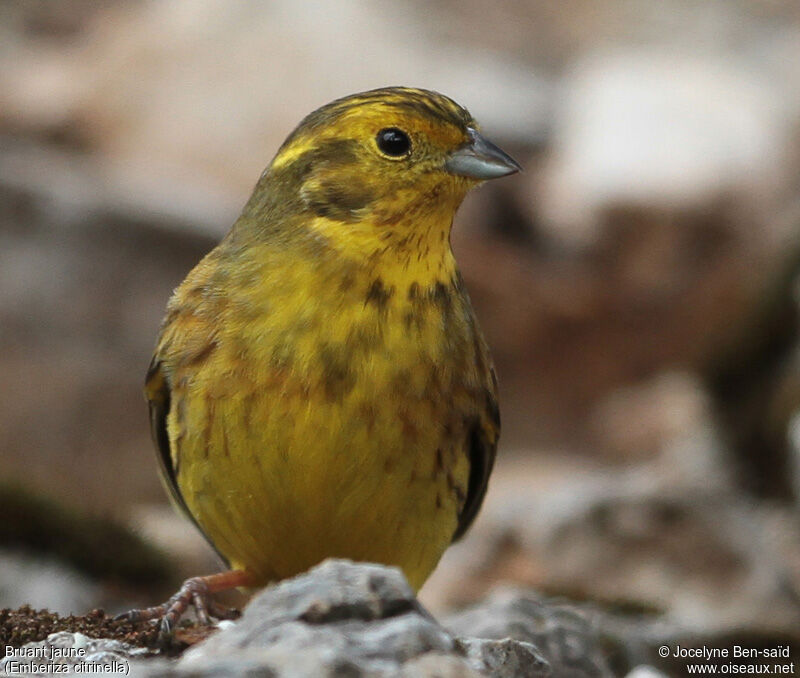 Bruant jaune