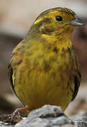 Yellowhammer