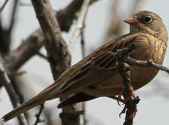 Ortolan Bunting