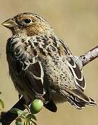 Corn Bunting