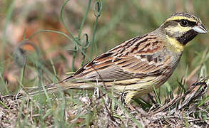 Cirl Bunting