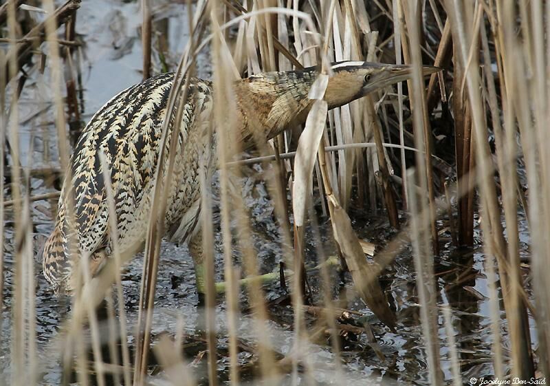 Eurasian Bittern