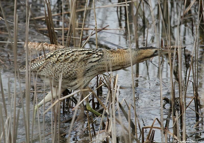 Eurasian Bittern