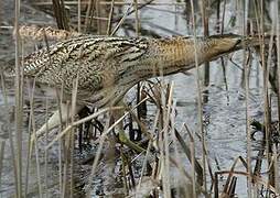 Eurasian Bittern