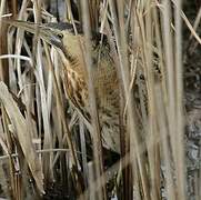 Eurasian Bittern