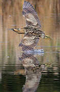 Eurasian Bittern