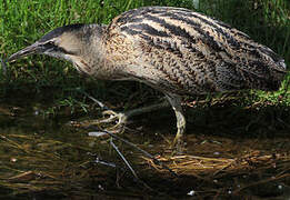 Eurasian Bittern