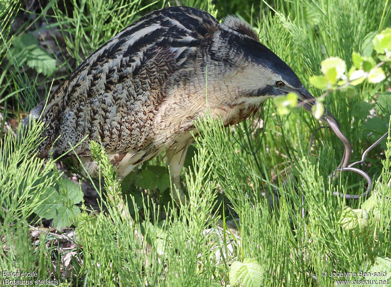 Eurasian Bittern