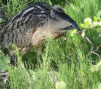 Eurasian Bittern