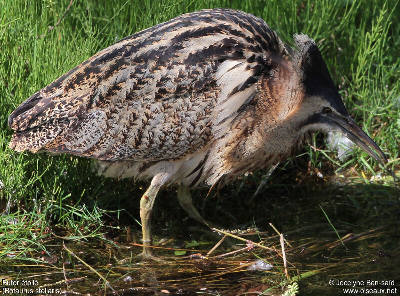 Eurasian Bittern