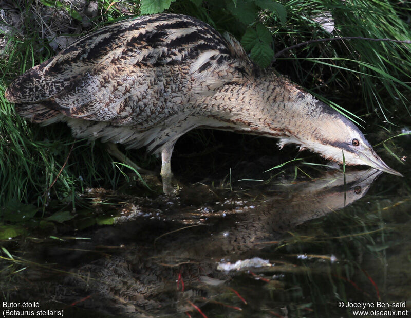 Eurasian Bittern