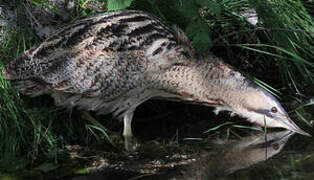 Eurasian Bittern