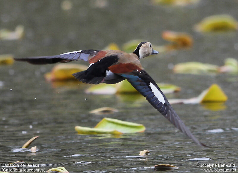 Canard à collier noir mâle