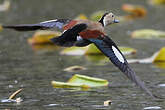 Canard à collier noir