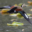 Canard à collier noir