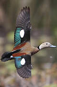 Canard à collier noir