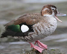 Ringed Teal