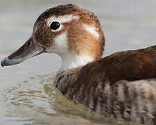 Ringed Teal